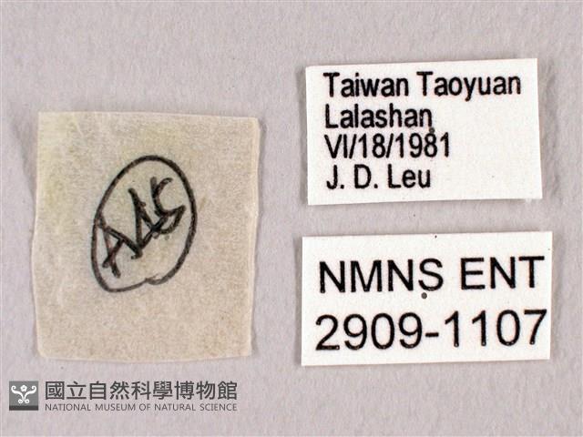 田中洒灰蝶藏品圖，第3張