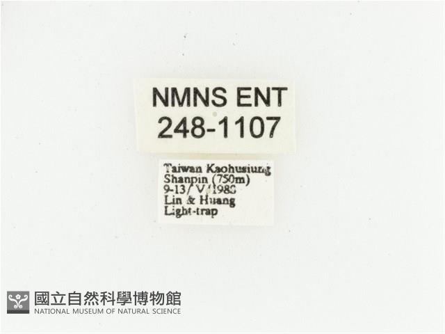 艷金龜藏品圖，第2張