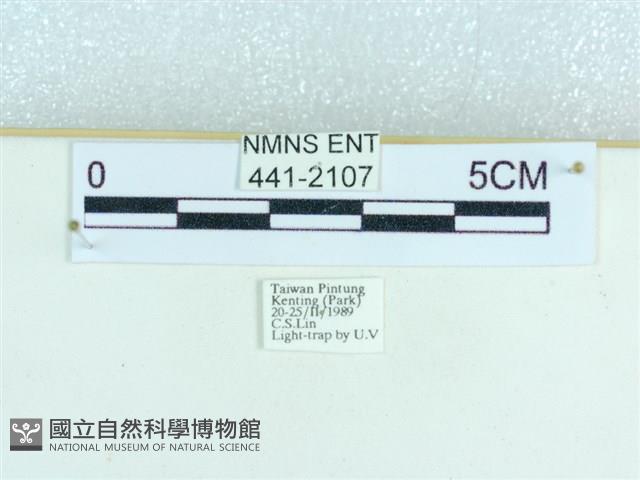 粉蝶燈蛾藏品圖，第3張