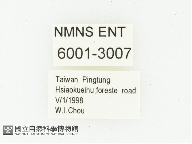 黑虎斑花金龜藏品圖，第2張