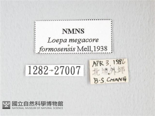 黃豹天蠶蛾藏品圖，第3張