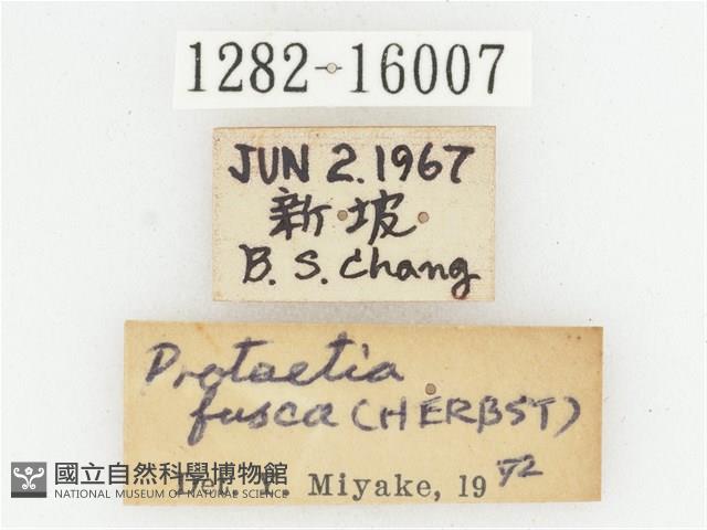 灰白點花金龜藏品圖，第2張