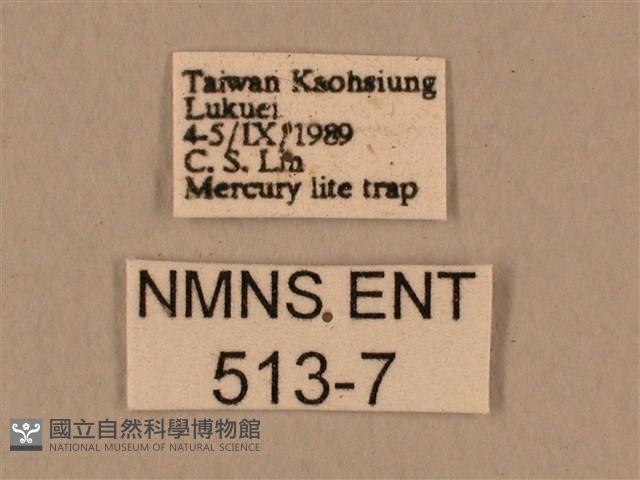 背中白天蛾藏品圖，第3張