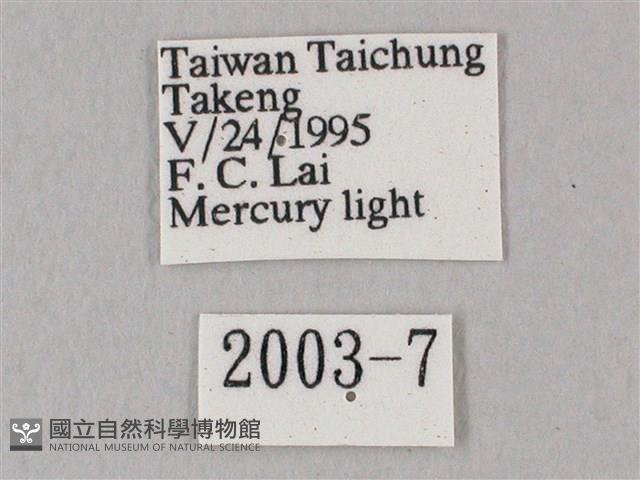 白點天蛾 藏品圖，第3張