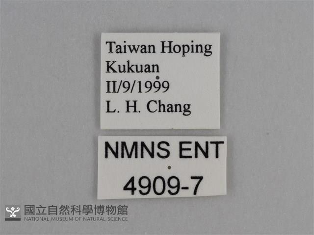 豔粉蝶藏品圖，第3張