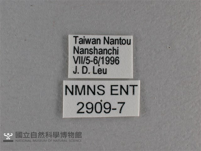 黃豹盛蛺蝶藏品圖，第3張