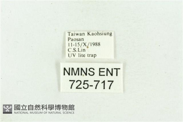 臺灣斑蕊夜蛾藏品圖，第3張