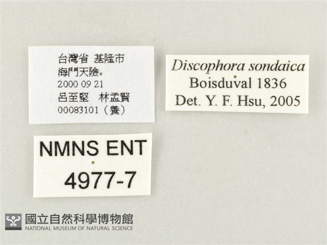 方環蝶藏品圖，第3張