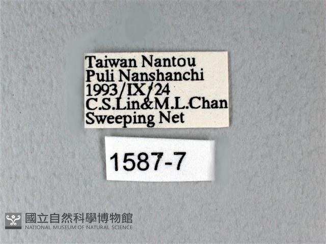 異粉蝶、雌白黃蝶藏品圖，第3張