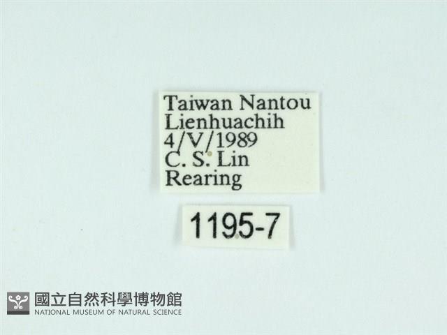 黃肩奇蛾藏品圖，第3張