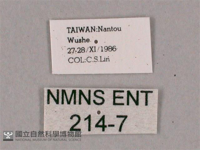 細斜紋霜天蛾藏品圖，第3張