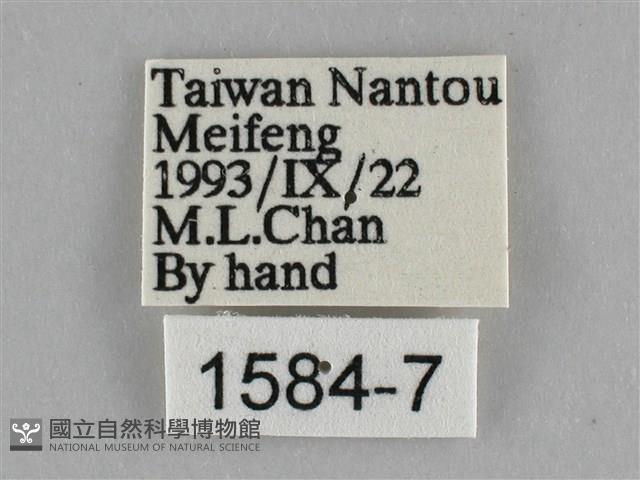 遷粉蝶、淡黃蝶藏品圖，第3張