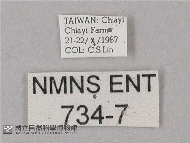 齒翅三線天蛾藏品圖，第3張