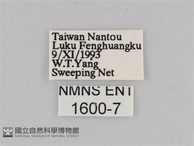 深山黛眼蝶藏品圖，第3張