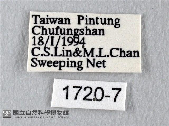多姿麝鳳蝶藏品圖，第3張