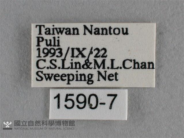 波灰蝶藏品圖，第3張