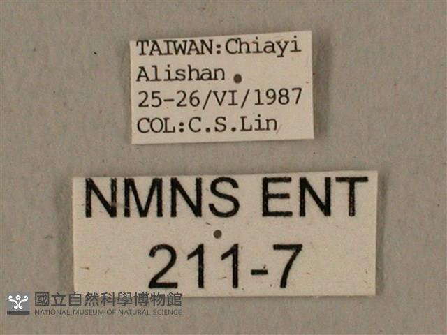 全緣缺角天蛾藏品圖，第3張