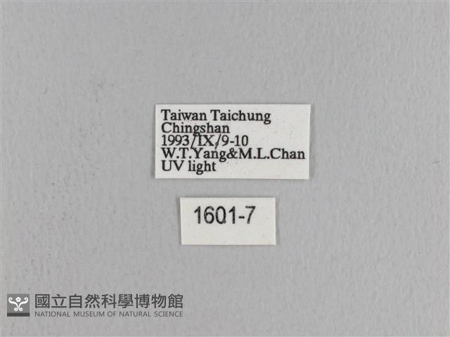 松大毛蟲藏品圖，第3張