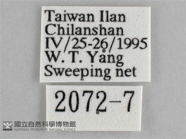 大幽眼蝶藏品圖，第3張