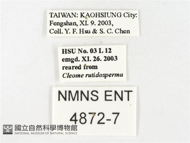 鑲邊尖粉蝶藏品圖，第3張