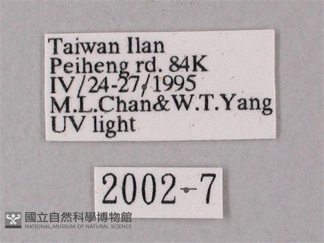 臺灣缺角天蛾藏品圖，第3張