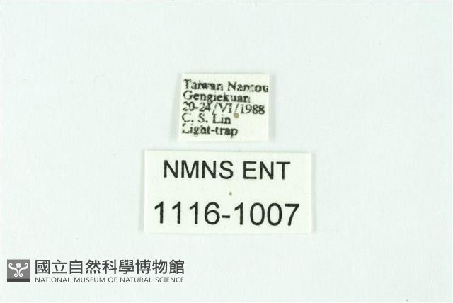 三條橙燈蛾藏品圖，第3張