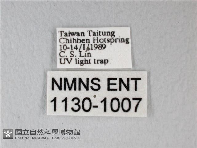 臺灣卵翅蛾藏品圖，第3張