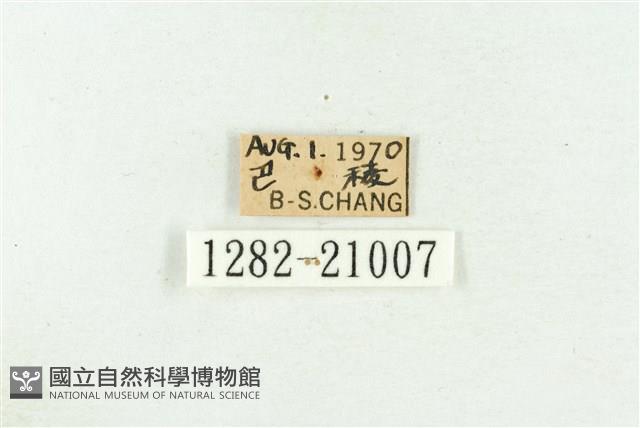 高砂燕灰蝶藏品圖，第3張