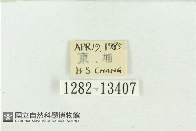 臺灣斑蕊夜蛾藏品圖，第3張