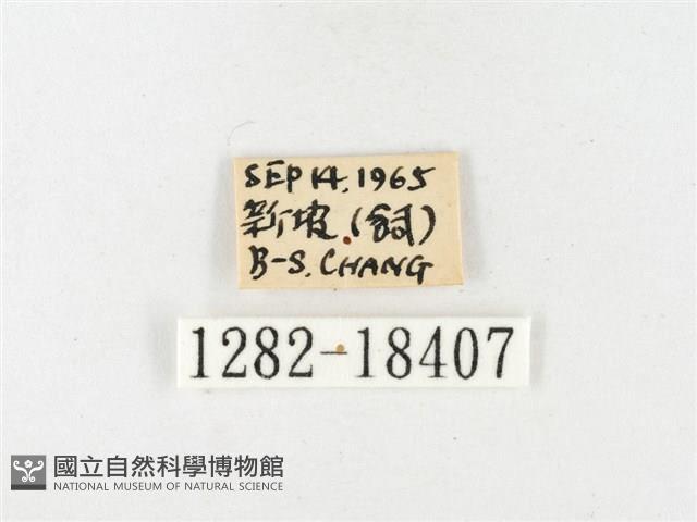 島嶼黃蝶、江崎黃蝶藏品圖，第3張