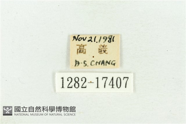 北黃蝶藏品圖，第3張