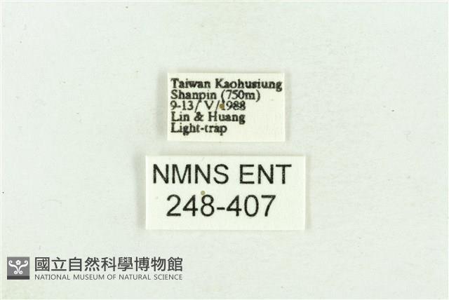 臺灣斑蕊夜蛾藏品圖，第3張