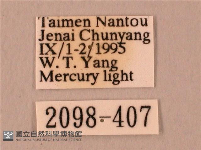 栗六點天蛾藏品圖，第3張