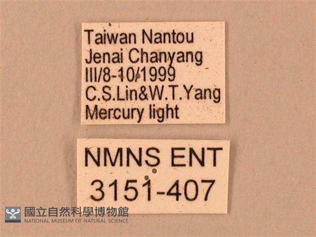 臺灣鋸翅天蛾藏品圖，第3張