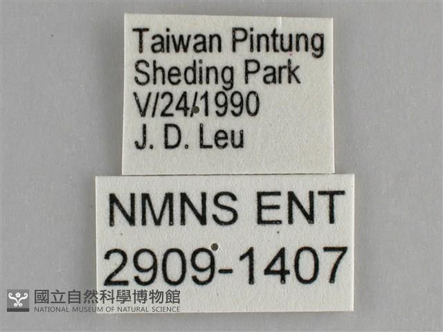 遷粉蝶、淡黃蝶藏品圖，第3張