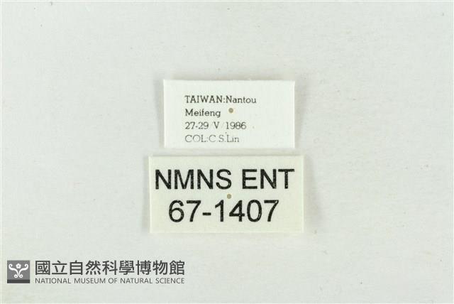 大斑波紋蛾藏品圖，第3張