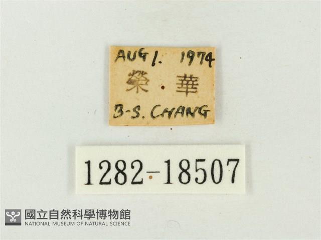 大娜波灰蝶藏品圖，第3張