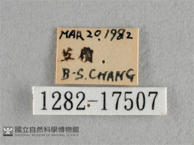 散紋盛蛺蝶藏品圖，第3張