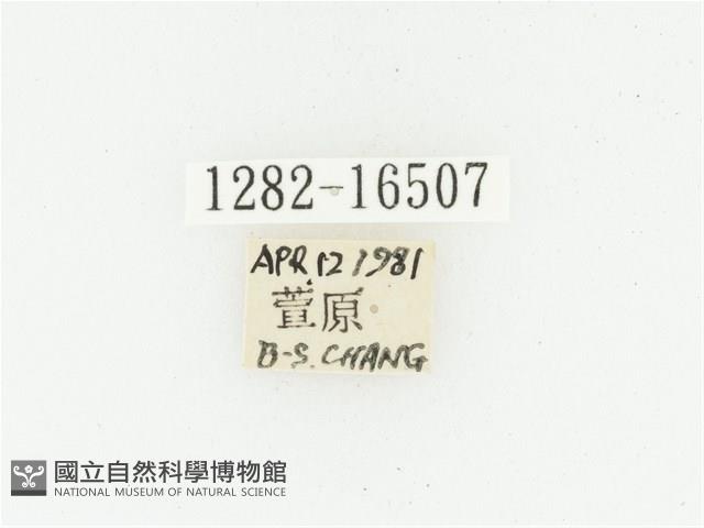 偽橫斑黑花金龜藏品圖，第2張