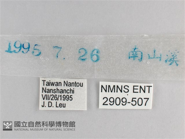 森林暮眼蝶、黑樹蔭蝶藏品圖，第3張