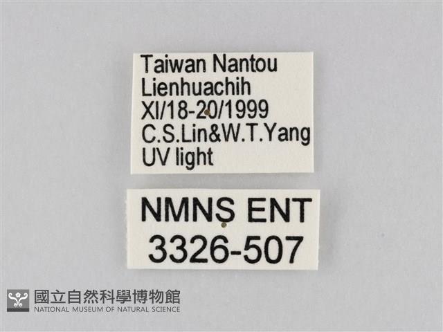 橙擬燈蛾藏品圖，第3張