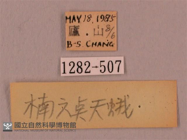 直翅六點天蛾藏品圖，第3張