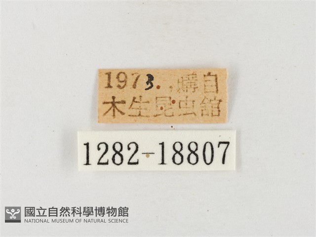 黃尖粉蝶藏品圖，第3張