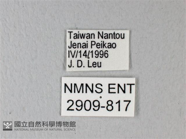 異粉蝶、雌白黃蝶藏品圖，第3張