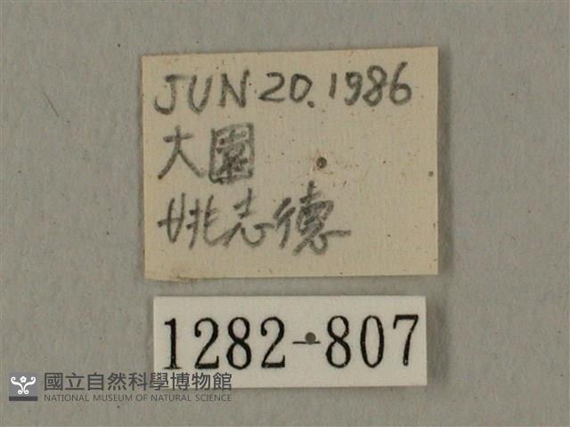 蝦殼天蛾藏品圖，第3張