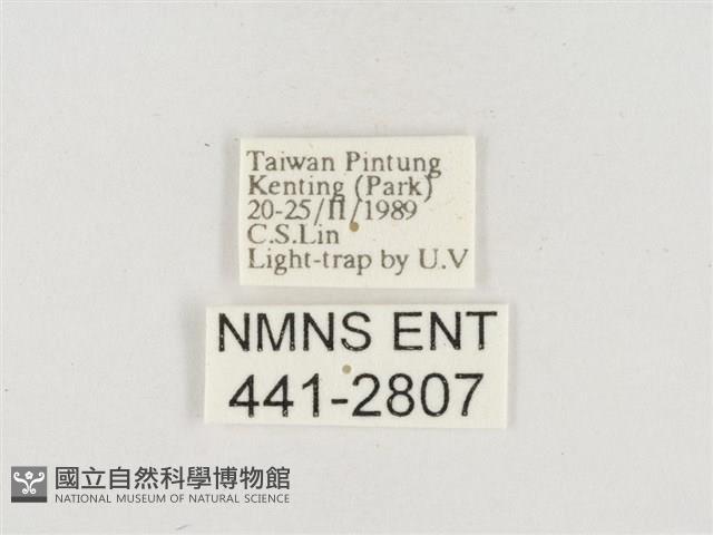 小白紋毒蛾藏品圖，第3張