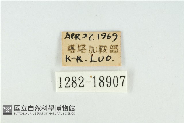 東方喙蝶藏品圖，第3張