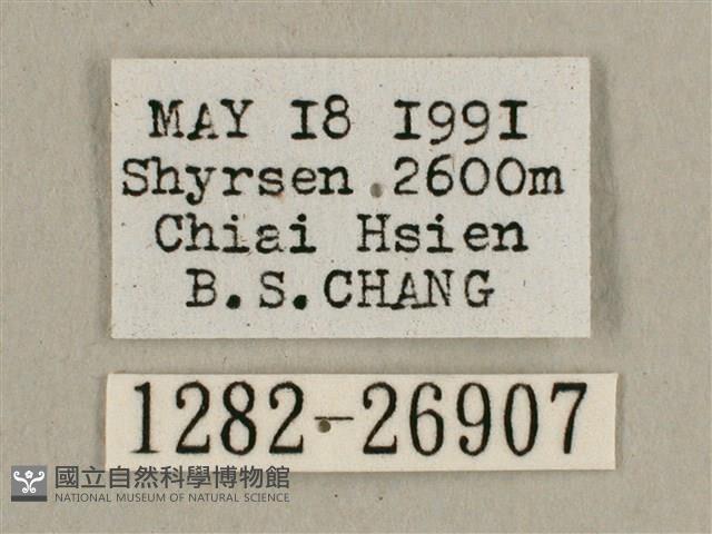 背帶長喙天蛾藏品圖，第3張