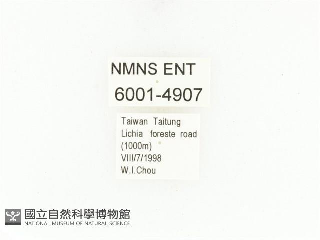 藍艷白點花金龜藏品圖，第2張