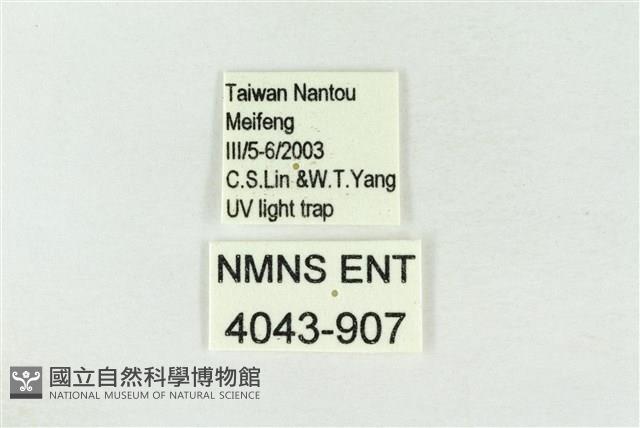 連珠波紋蛾藏品圖，第3張